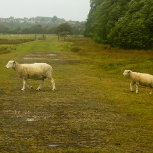 Sheep Crossing