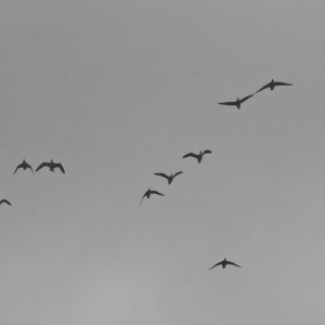 Geese Fly Over