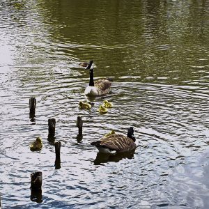 Geese And Goslings