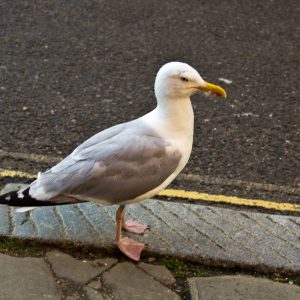 Tame Gull