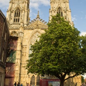 Cathedral Tree