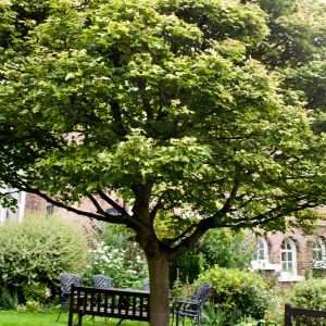 Nun’s Tree