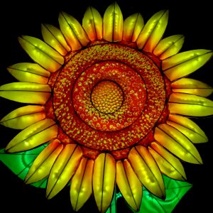 Heart Of The Sunflower