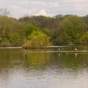 Flying Geese