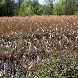 Reeds In Sun