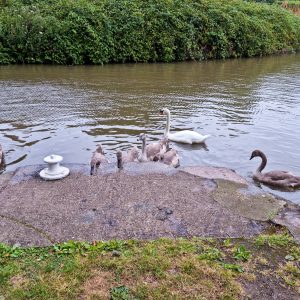 Teenage Swans