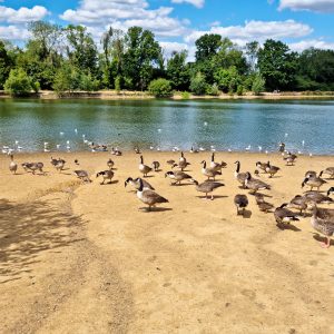 That’s A Lot Of Geese