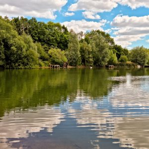 Tree Relections