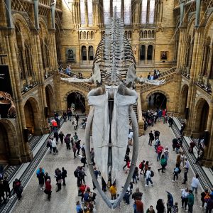 Whale Skull