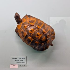 Iberian Tortoise