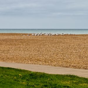 The Gulls Are Gathering