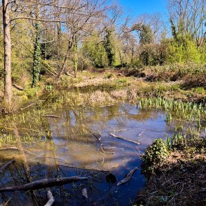 Little Lake