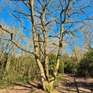 Another Tree