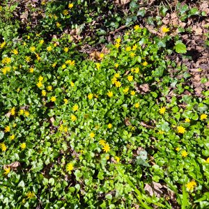 Yellow Flowers