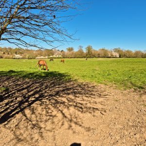 Horses