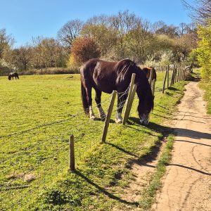 The Grass Is Greener