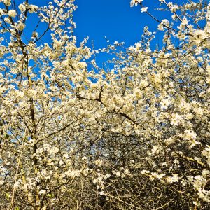 Blossom
