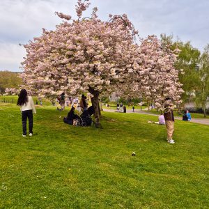 Blossom True