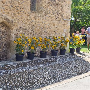 Sunflowers