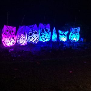 Owls