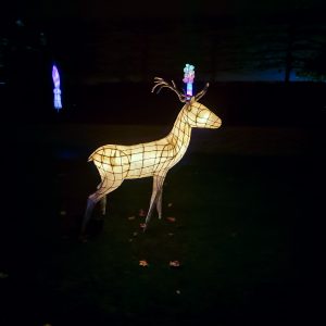 Deer