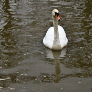 Swan!